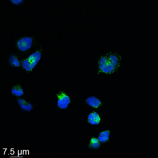 RL 110324_MPO hr Z2_overlay